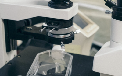 Künstliches Embryo mit Gehirn im Labor erzeugt